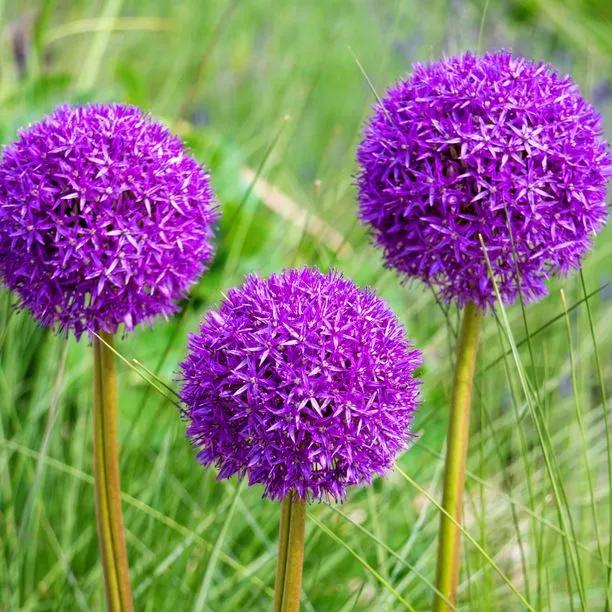 Allium Purple Sensation (Allium hollandicum) in grasses Image 1